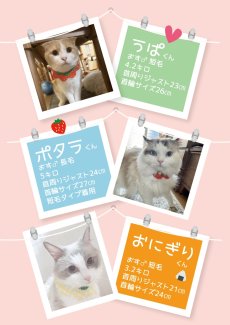 画像5: いちご衿/猫のスタイ首輪/ダブル衿【ショートタイプ】 (5)